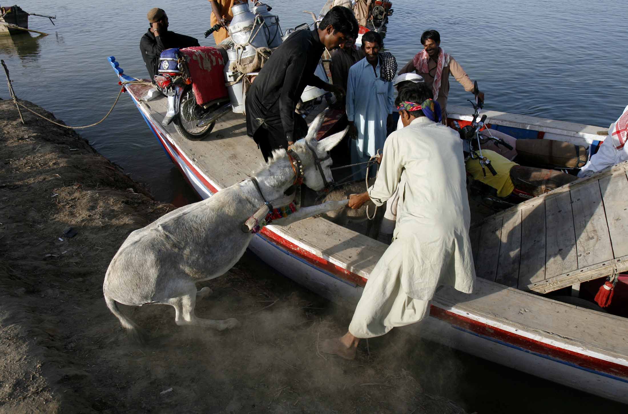donkey climbing on boat 
