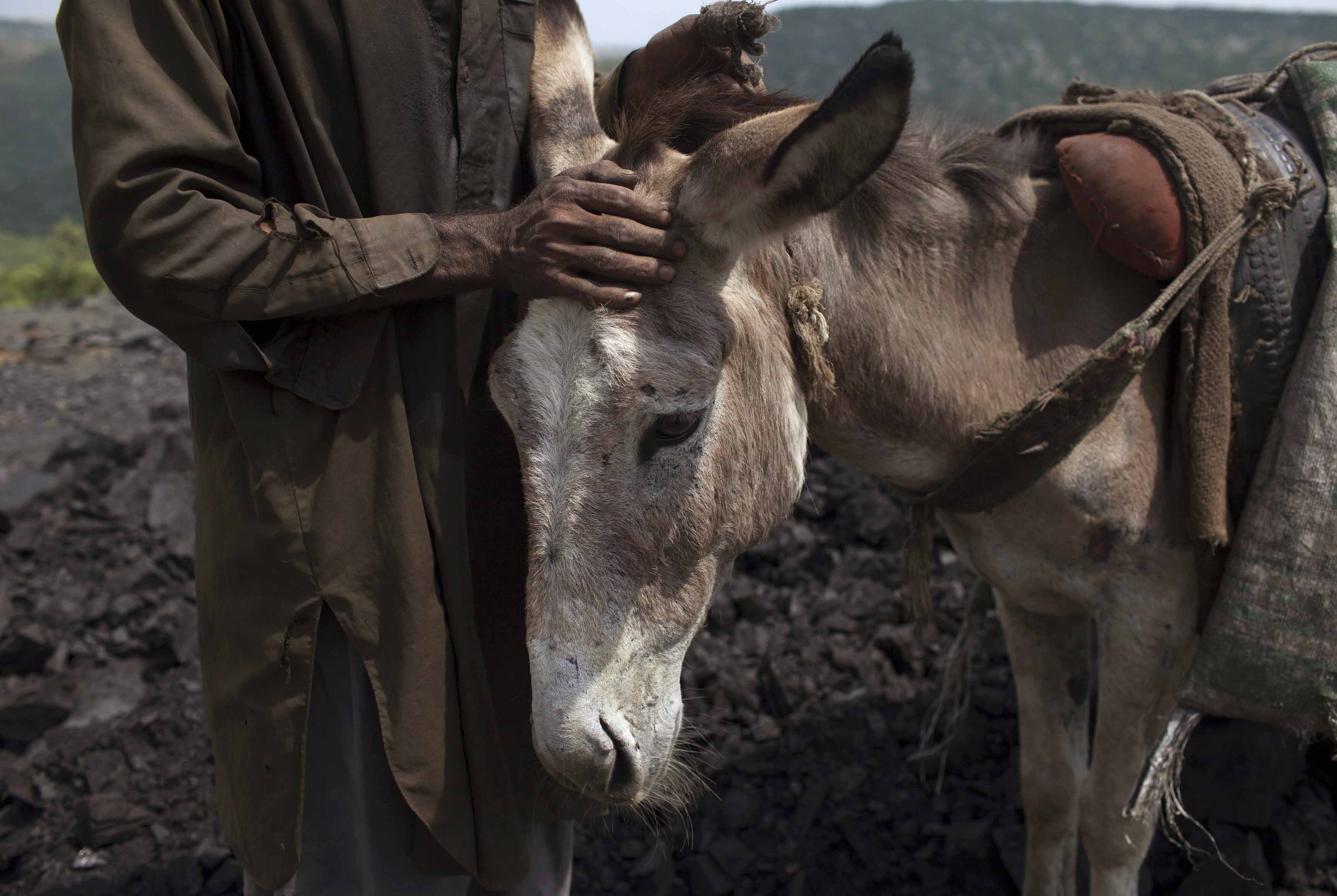 Man touching donkey