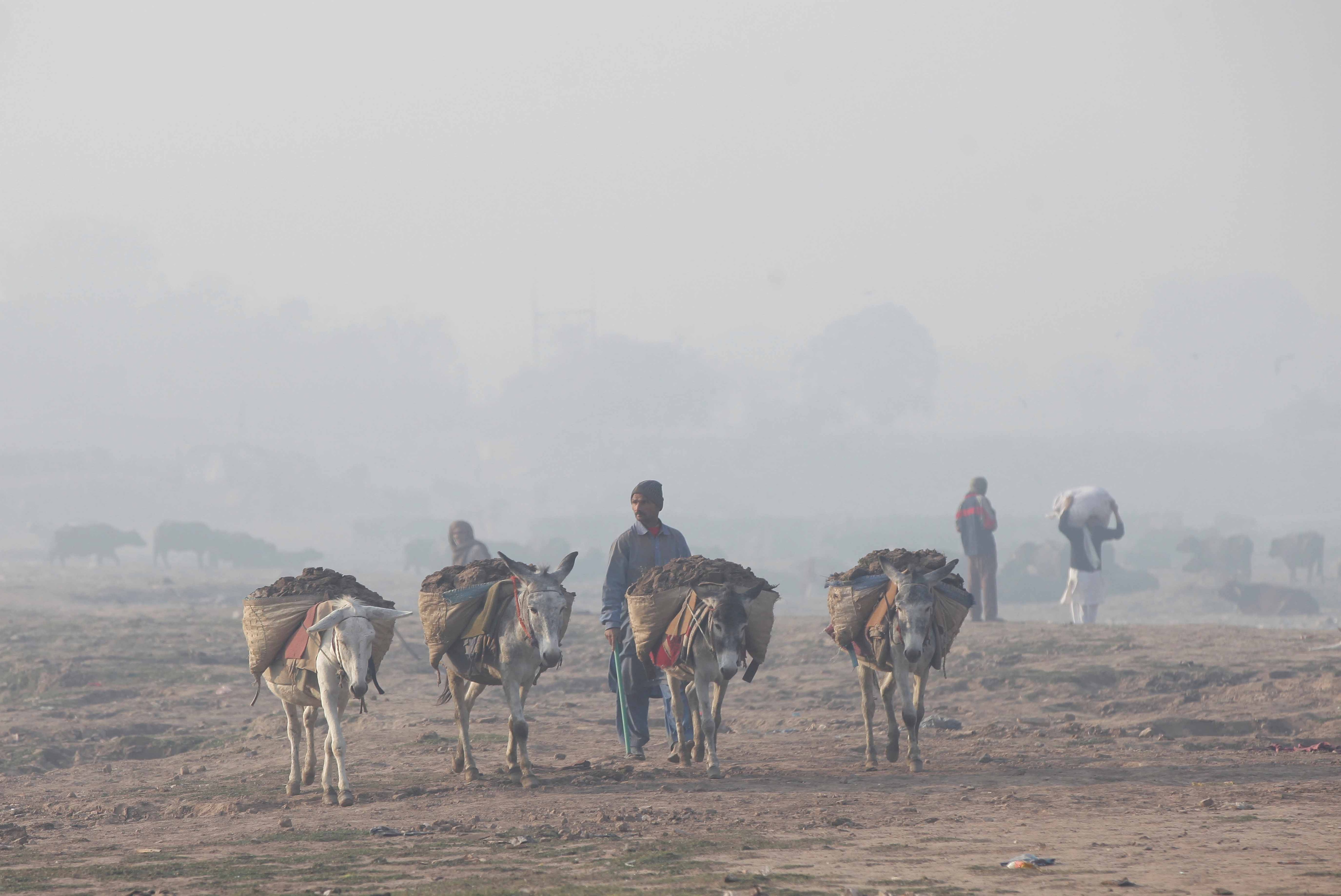 donkeys carrying dung and man
