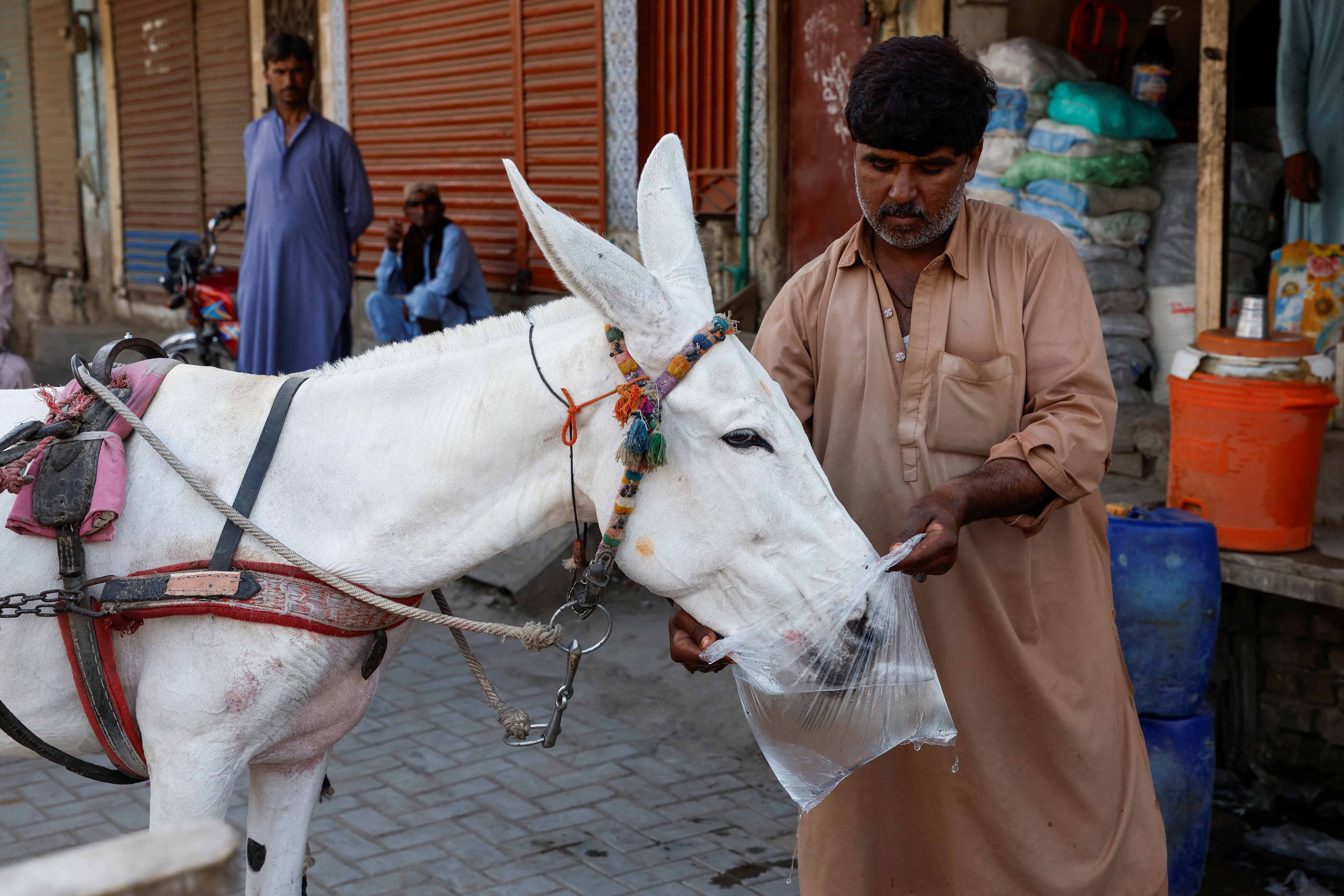 Man feeding donkey