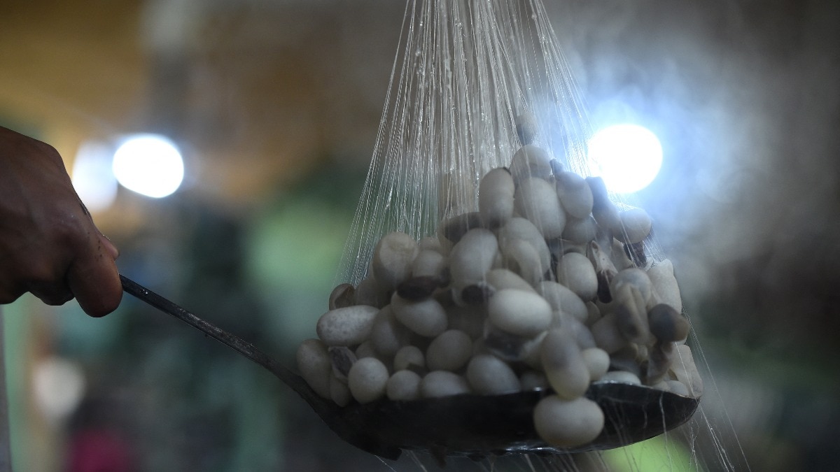 mulberry cocoon silk 