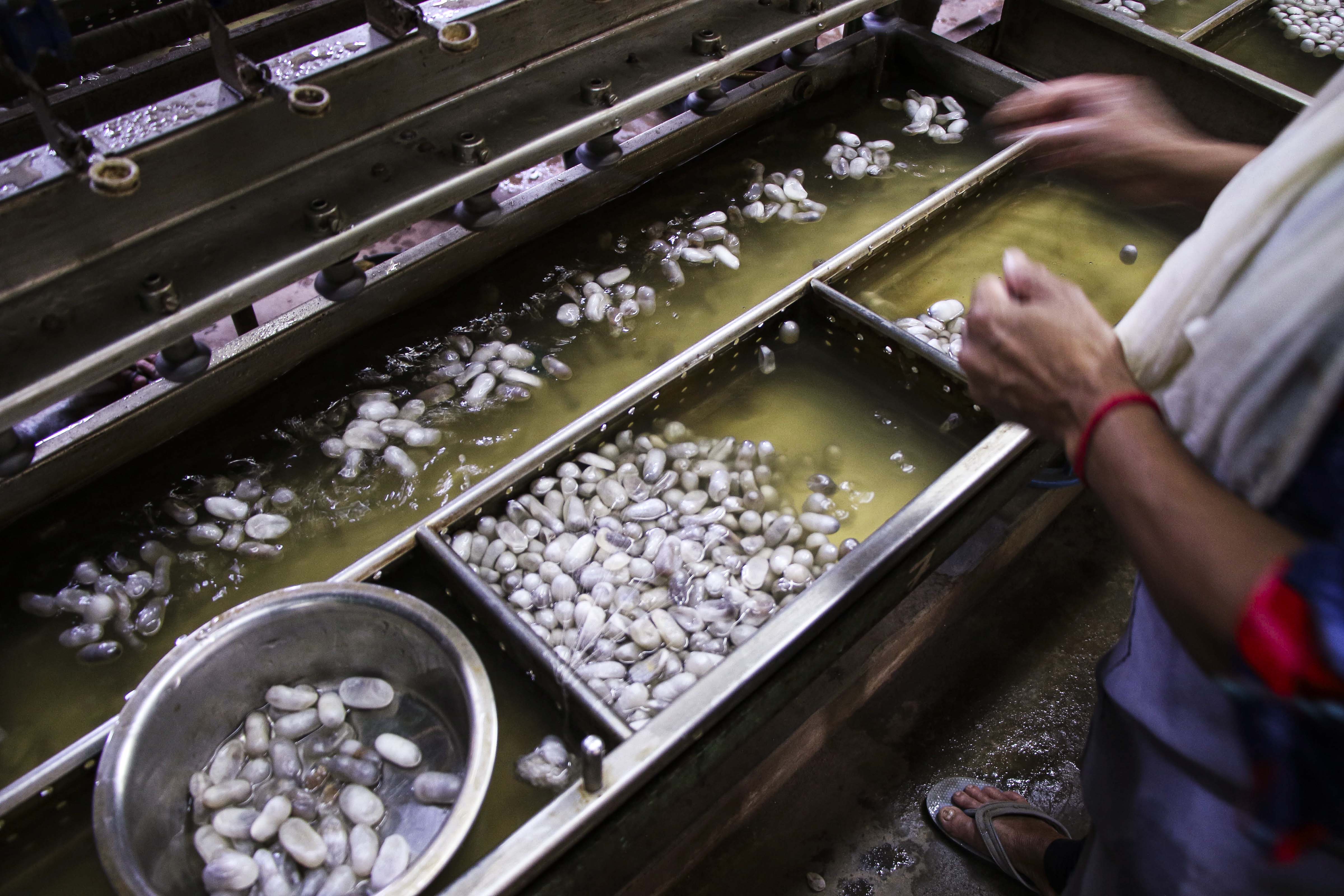 mulberry cocoon silk 