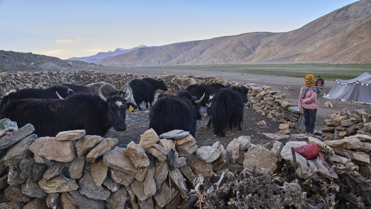 yak ladakh himalaya