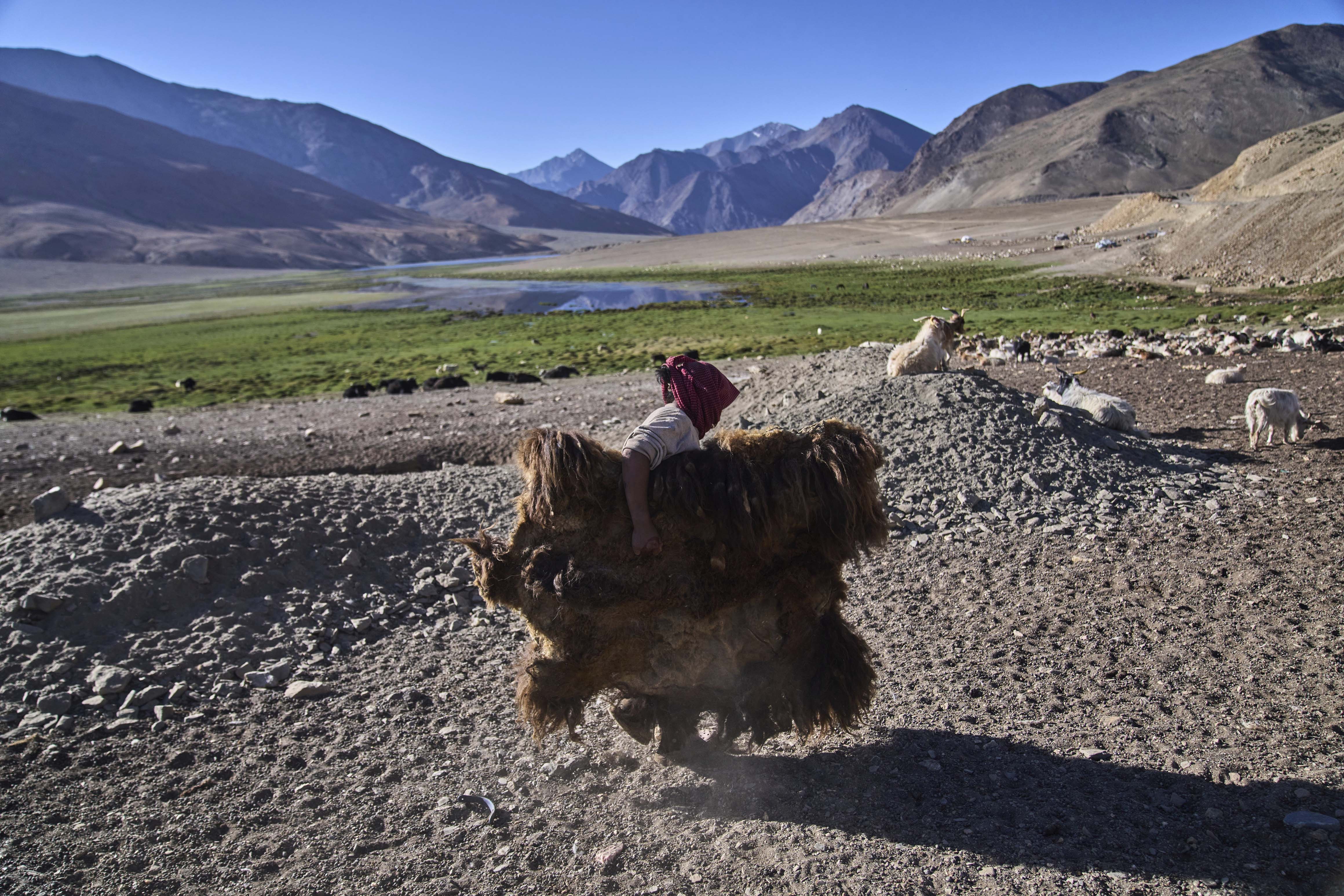 yak ladakh himalaya