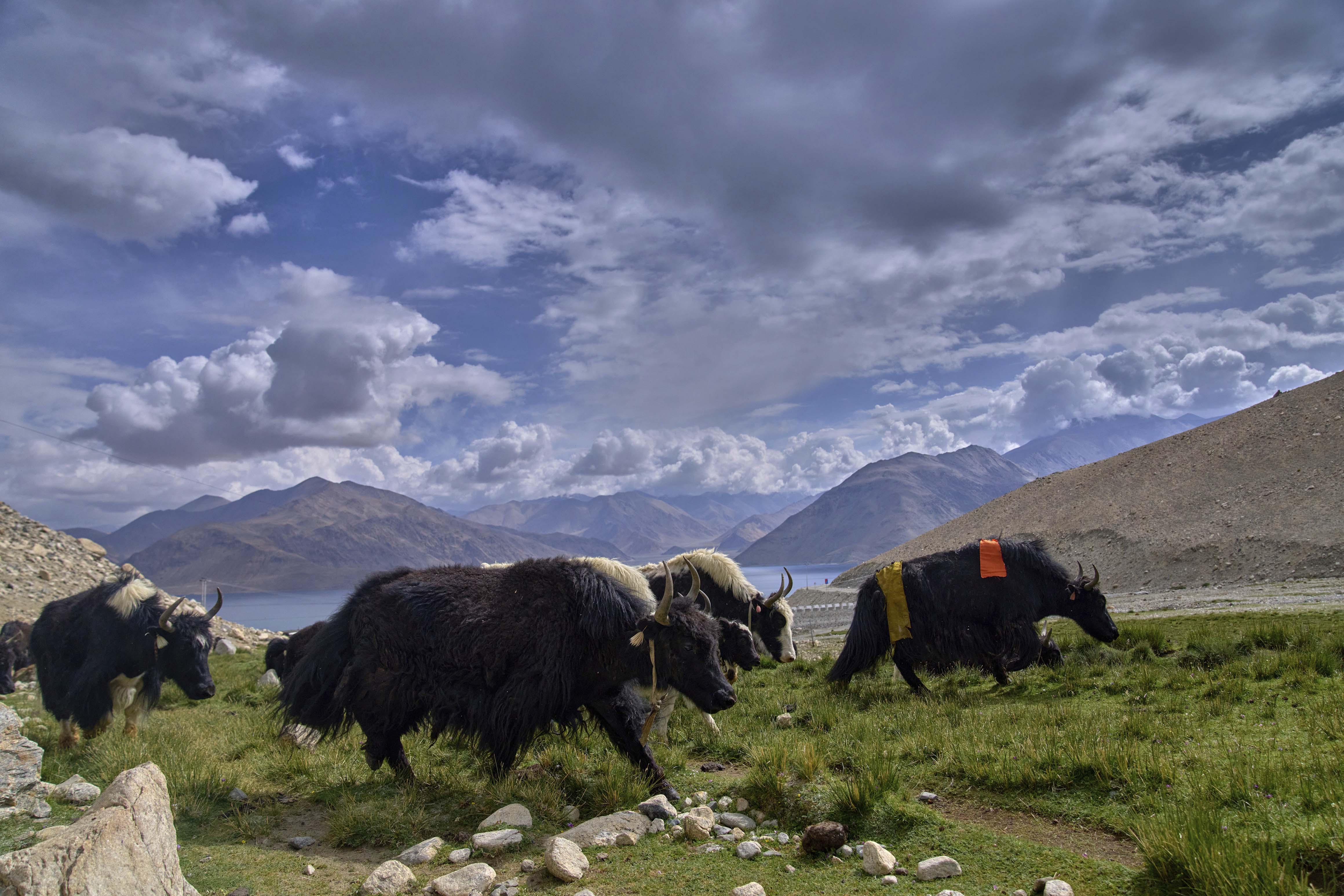 yak ladakh himalaya
