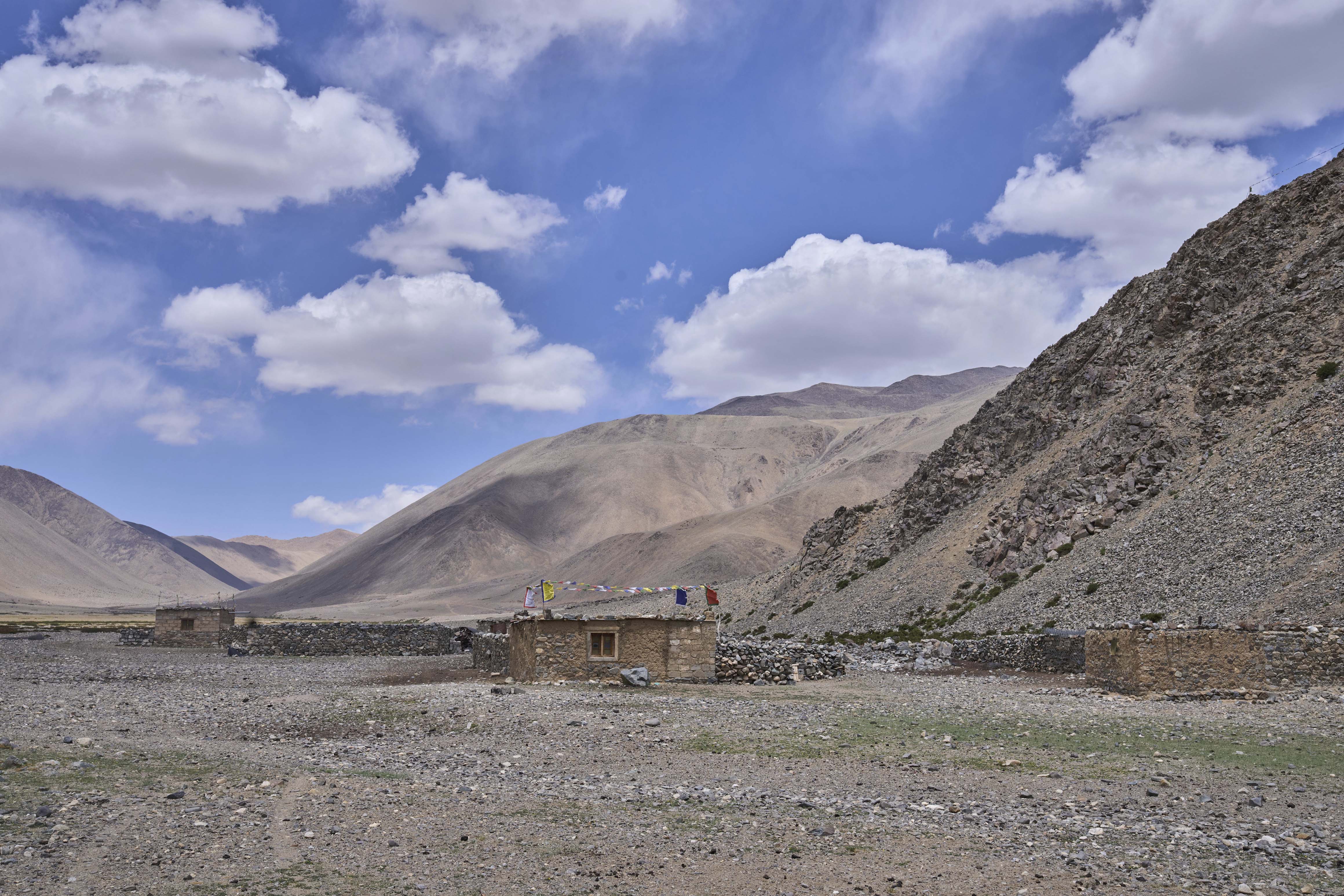 yak ladakh himalaya
