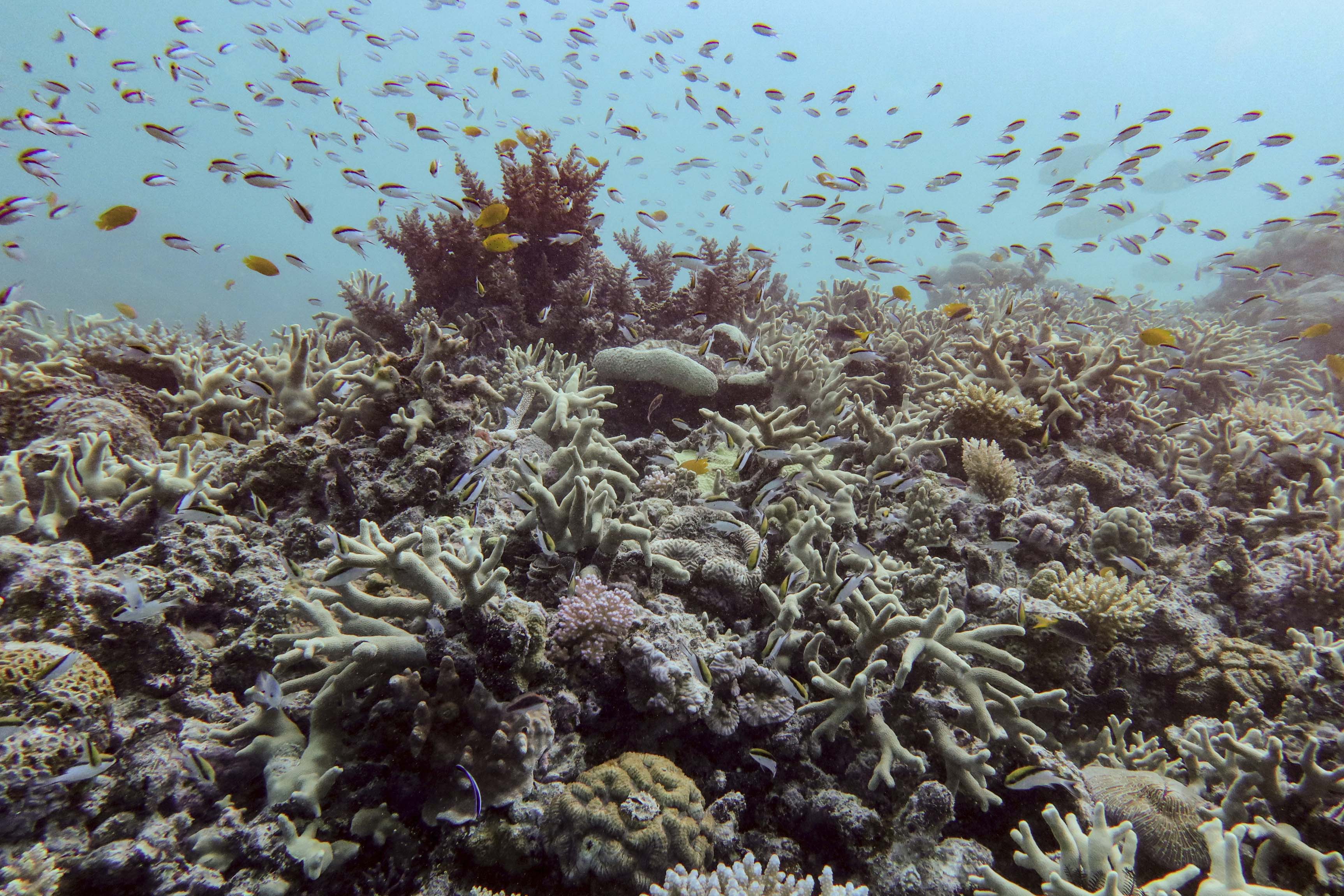 australia great barrier reef coral