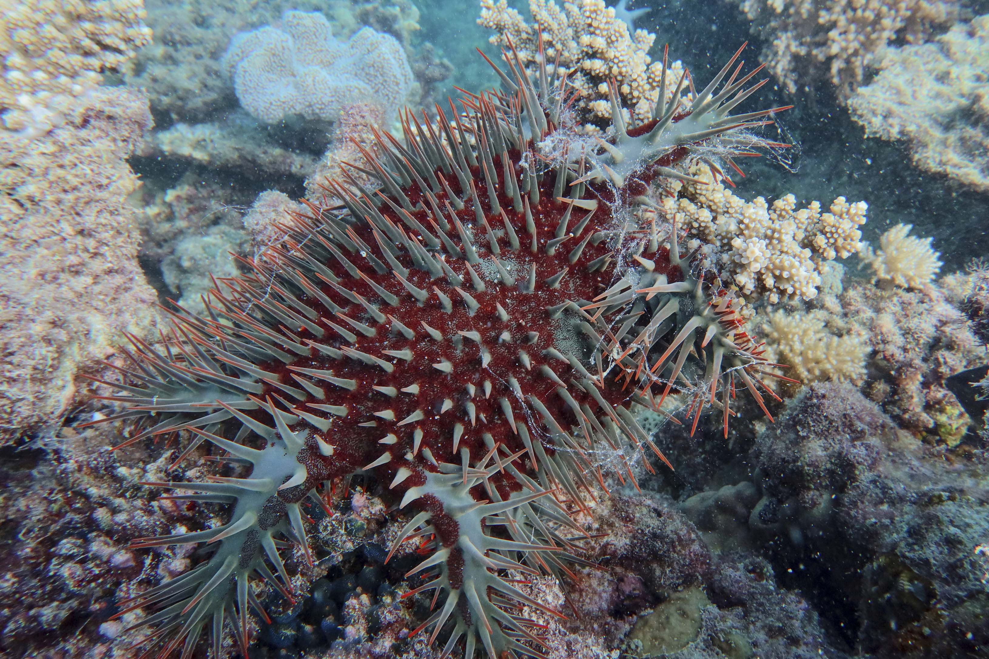 australia great barrier reef coral