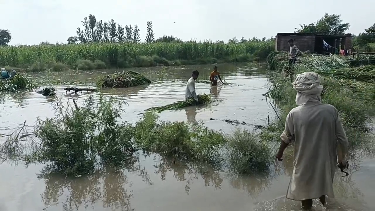 waterlogged in farmer's field  (Photo-ITG)