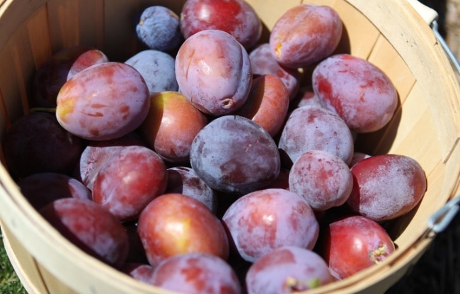 प्रून (photo: pixabay)