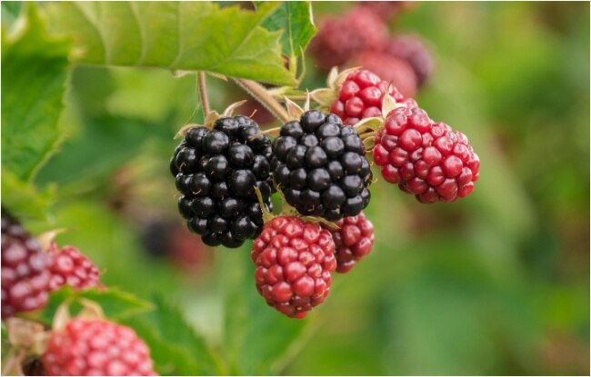 बेरीज (ब्लूबेरी, स्ट्रॉबेरी, क्रैनबेरी) (photo: pixabay)