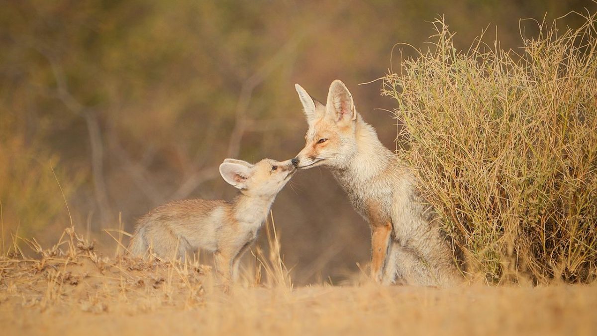 National park in thar desert