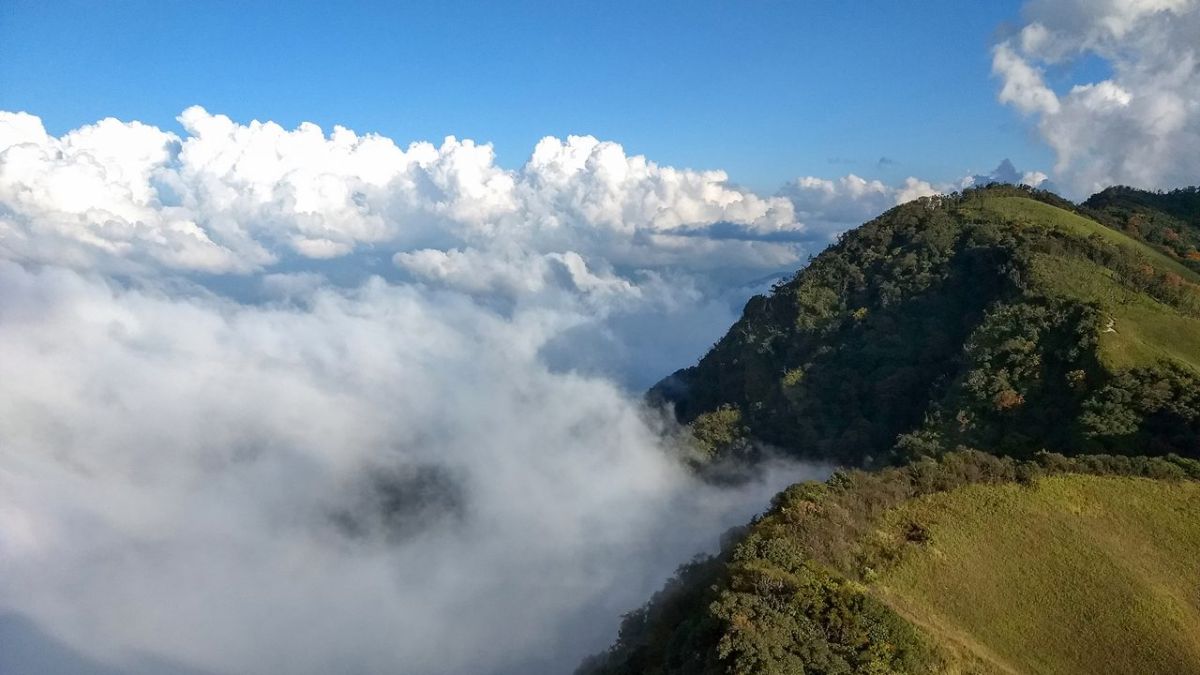 A Paradise of Wildflowers
