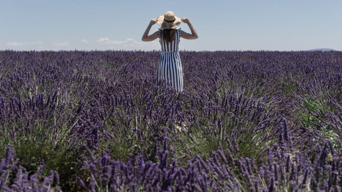 October is wine harvest season