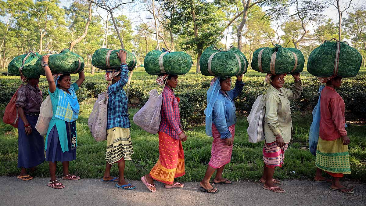  Climate change Tea Production