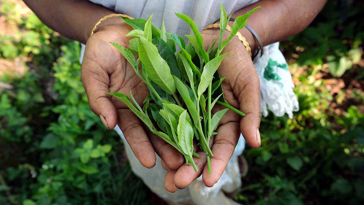  Climate change Tea Production
