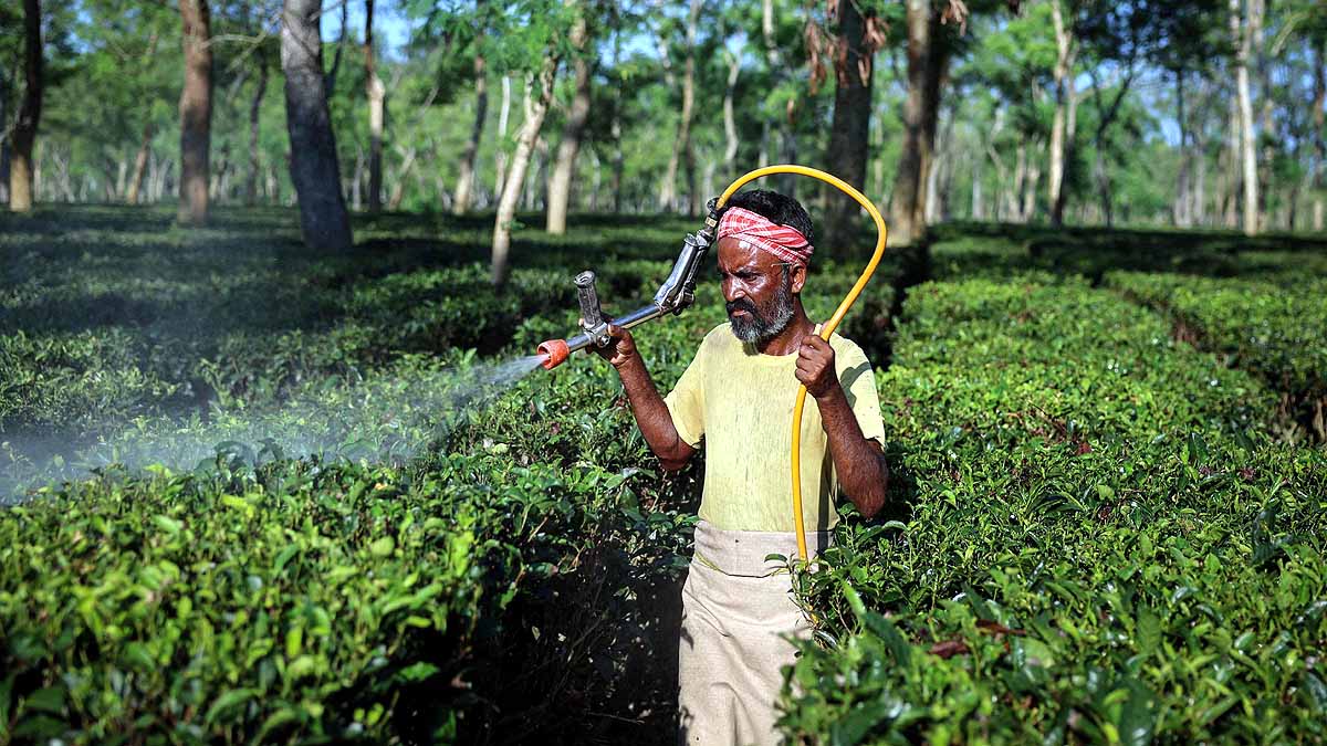  Climate change Tea Production