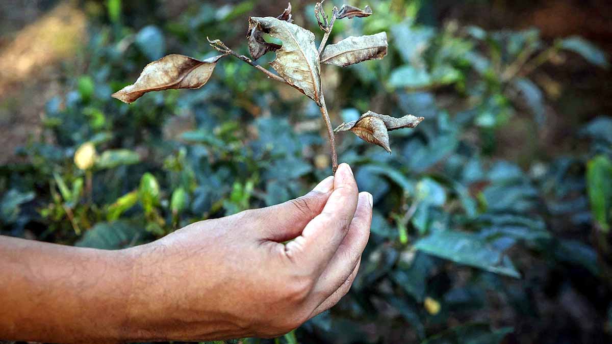 Climate change Tea Production