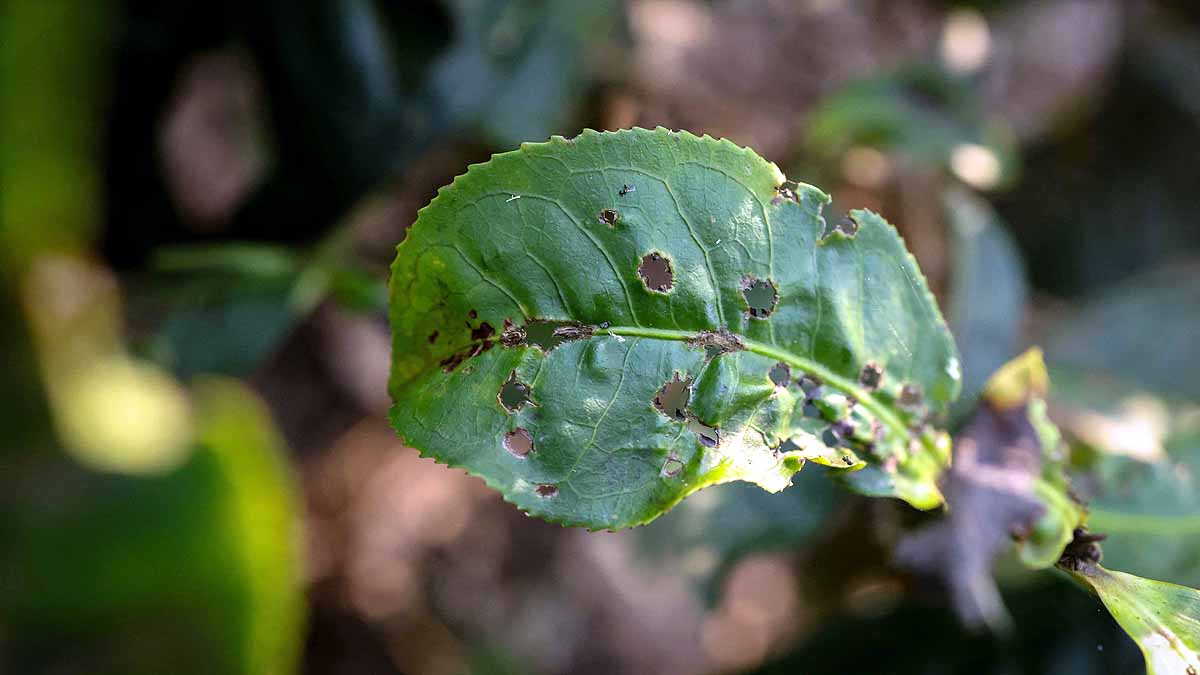  Climate change Tea Production