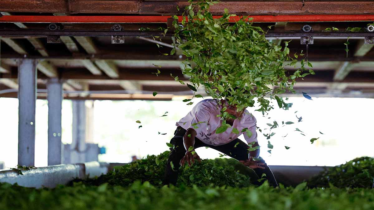  Climate change Tea Production