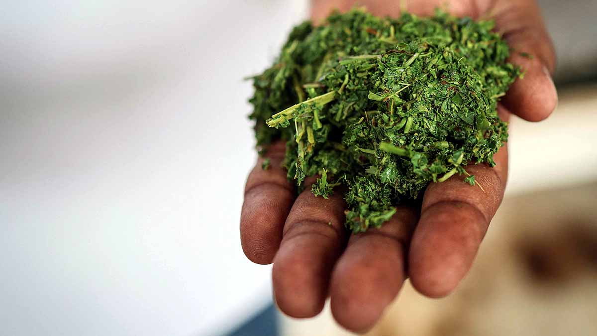  Climate change Tea Production