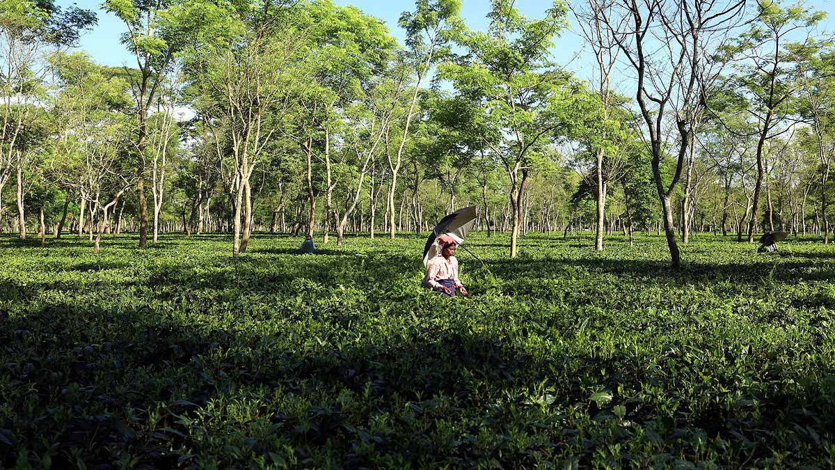  Climate change Tea Production