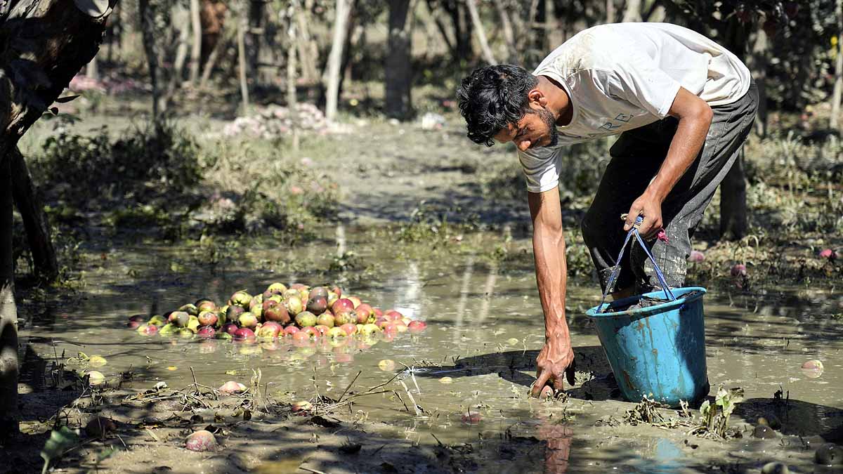 kashmir apples in mud 