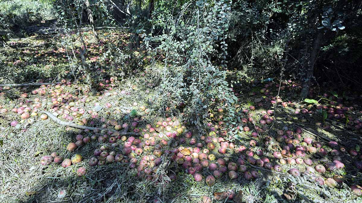 kashmir apples in mud 