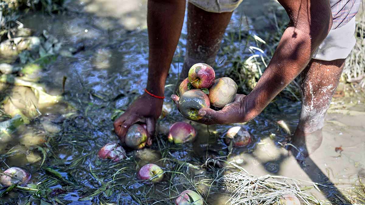 kashmir apples in mud 