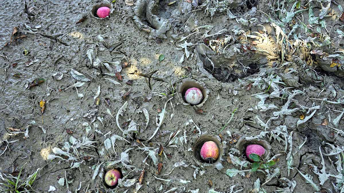 kashmir apples in mud 