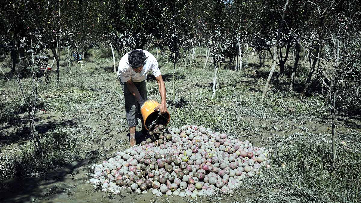 kashmir apples in mud 