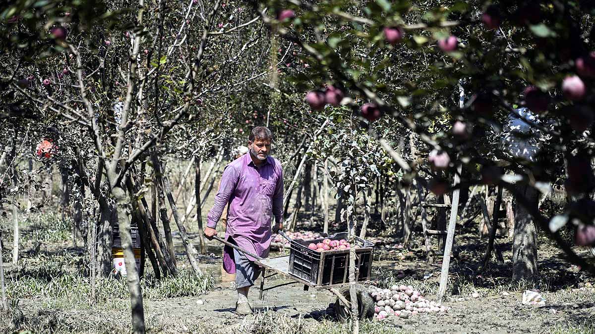 kashmir apples in mud 