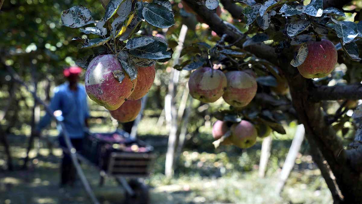 kashmir apples in mud 
