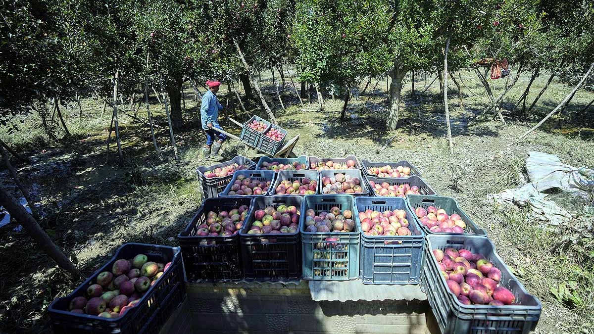 kashmir apples in mud 
