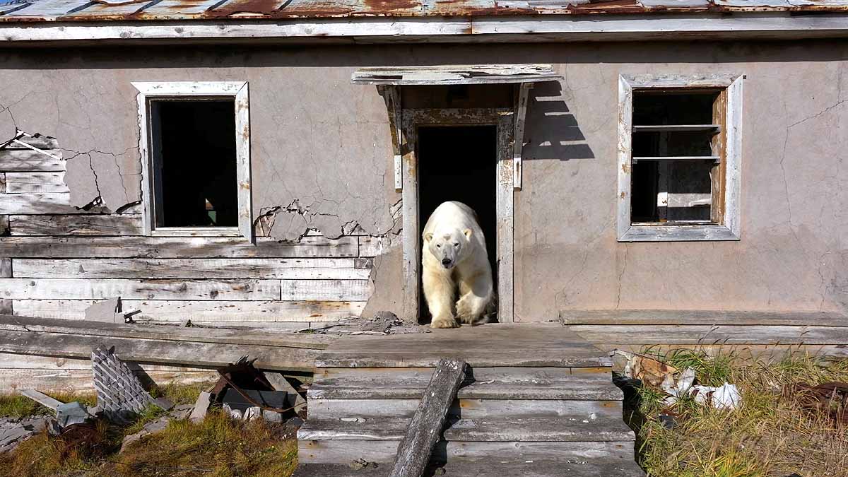 polar bear research station