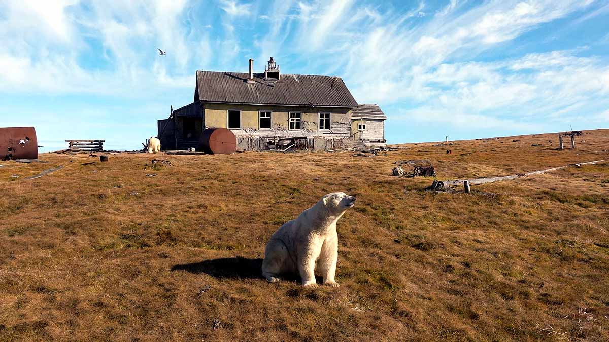 polar bear research station
