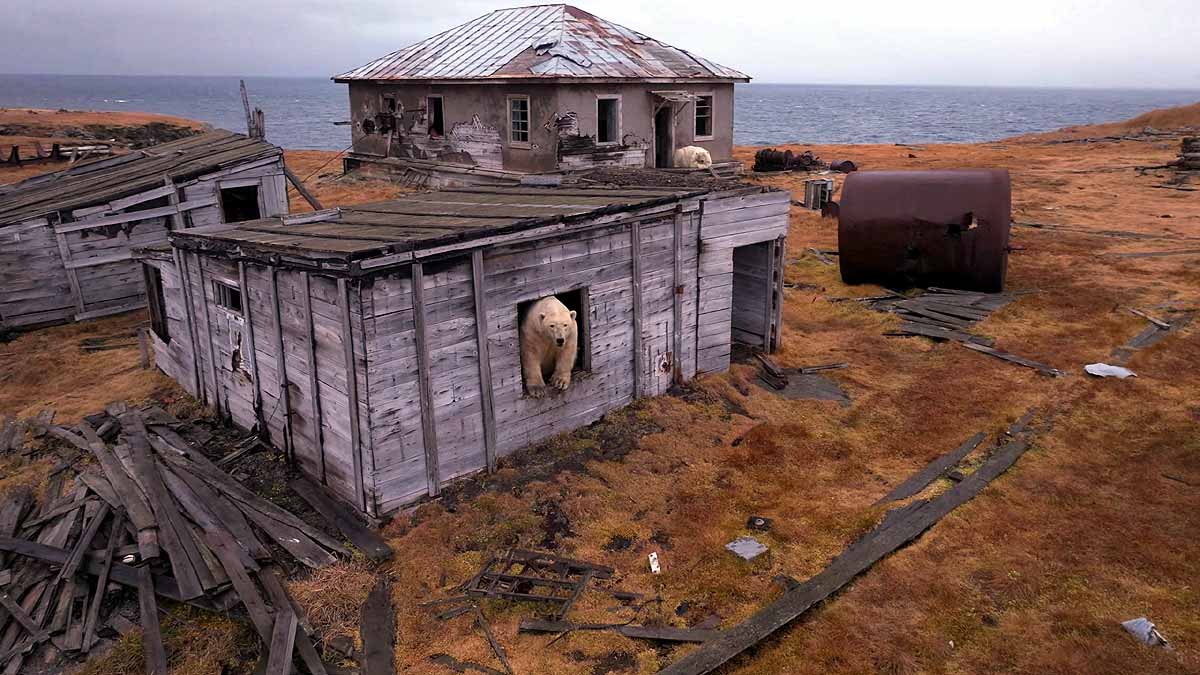 polar bear research station