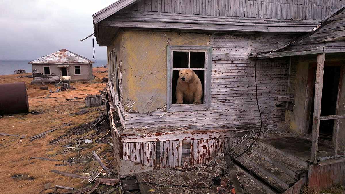 polar bear research station