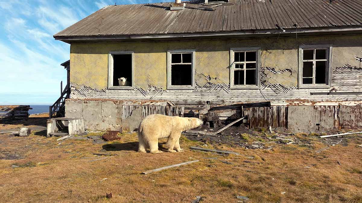 polar bear research station