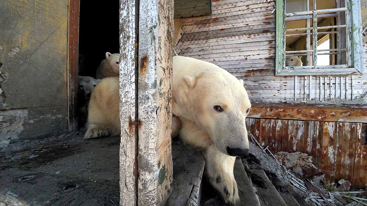 polar bear research station