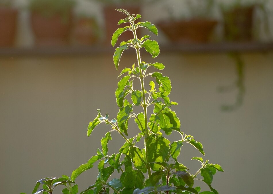 Tulsi Plant