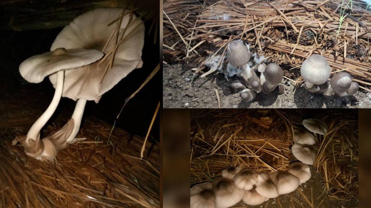 Mushroom farming in India