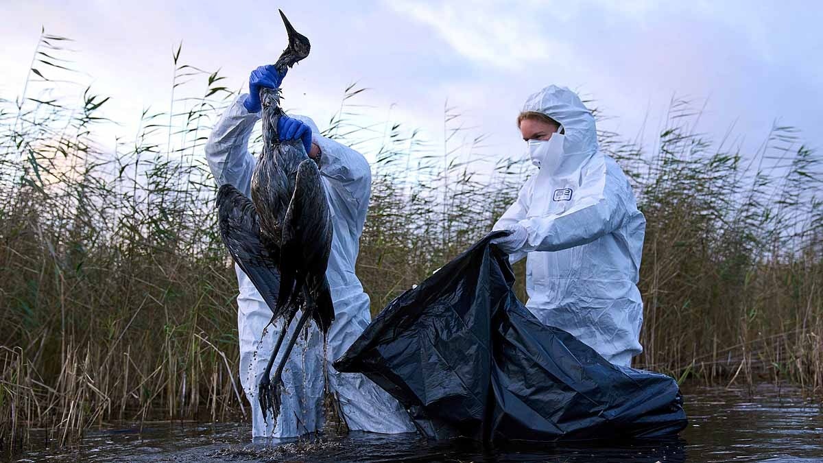 Germany 2000 Cranes Dead