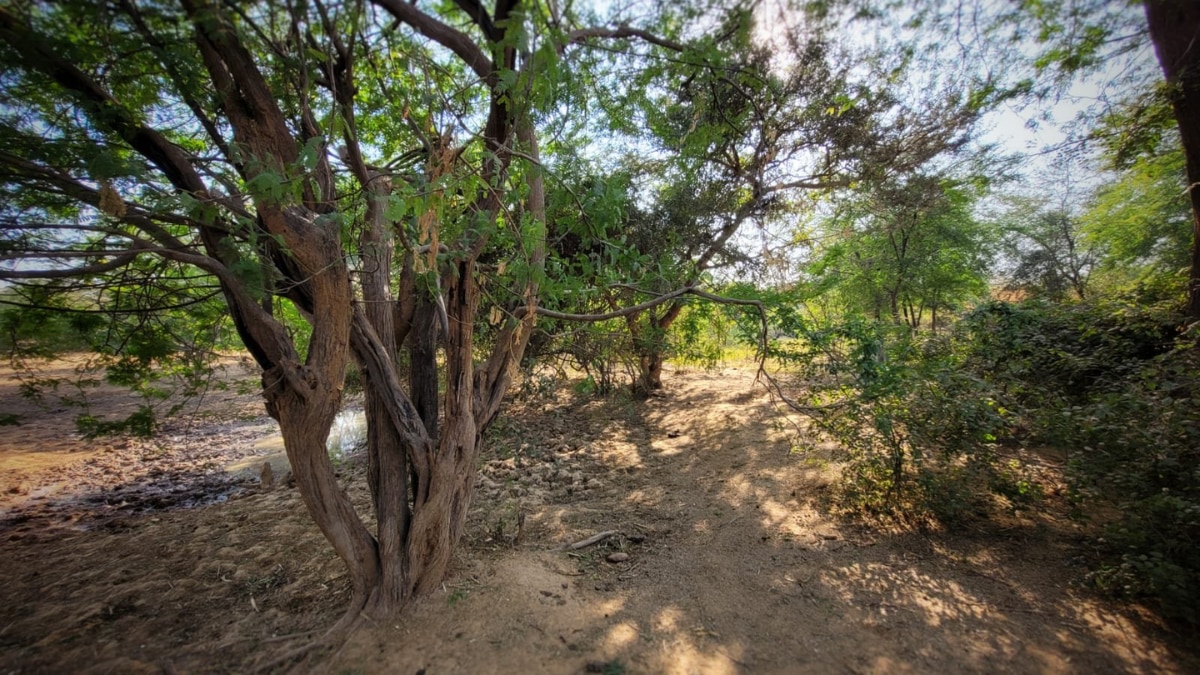 Asola bhatti wildlife sanctuary