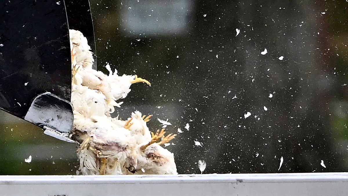 Germany 2000 Cranes Dead