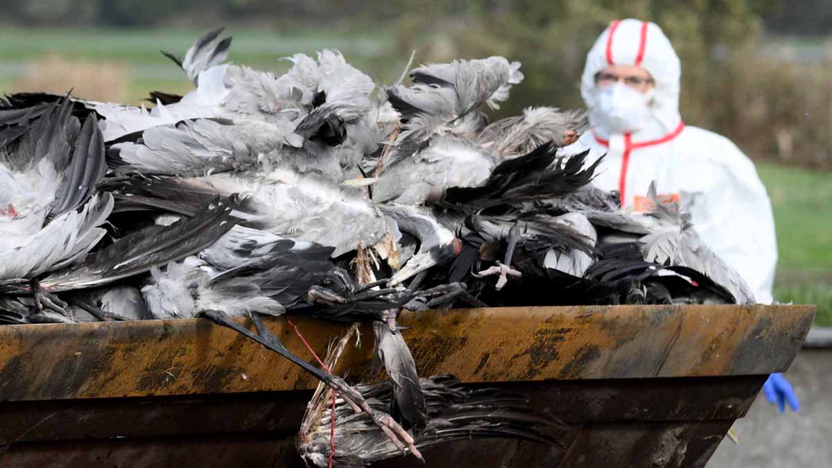 Germany 2000 Cranes Dead