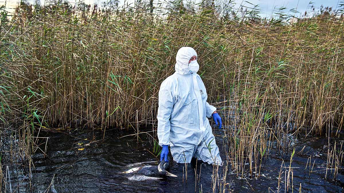 Germany 2000 Cranes Dead