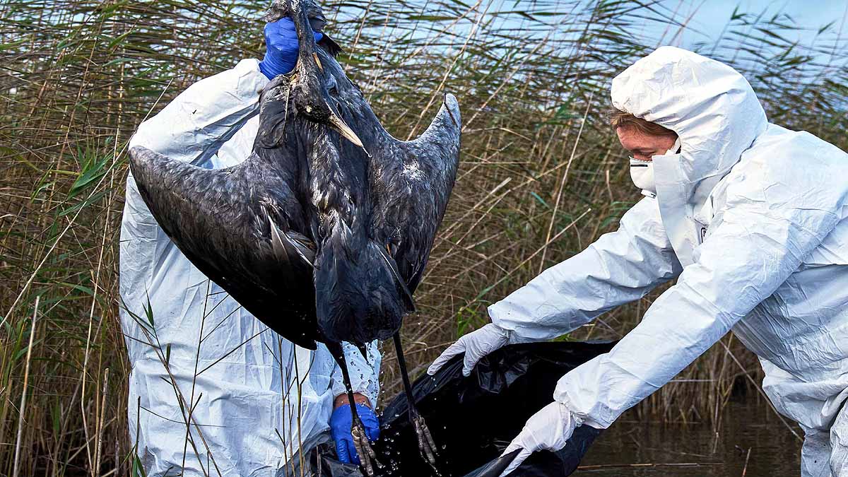 Germany 2000 Cranes Dead