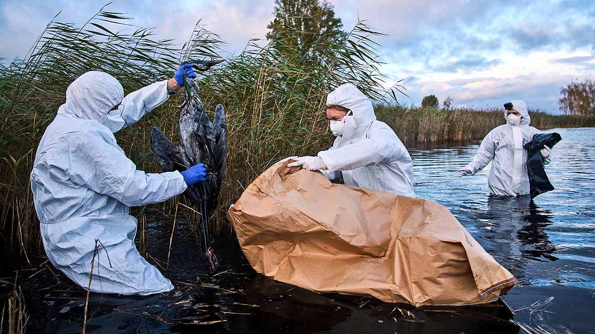Germany 2000 Cranes Dead