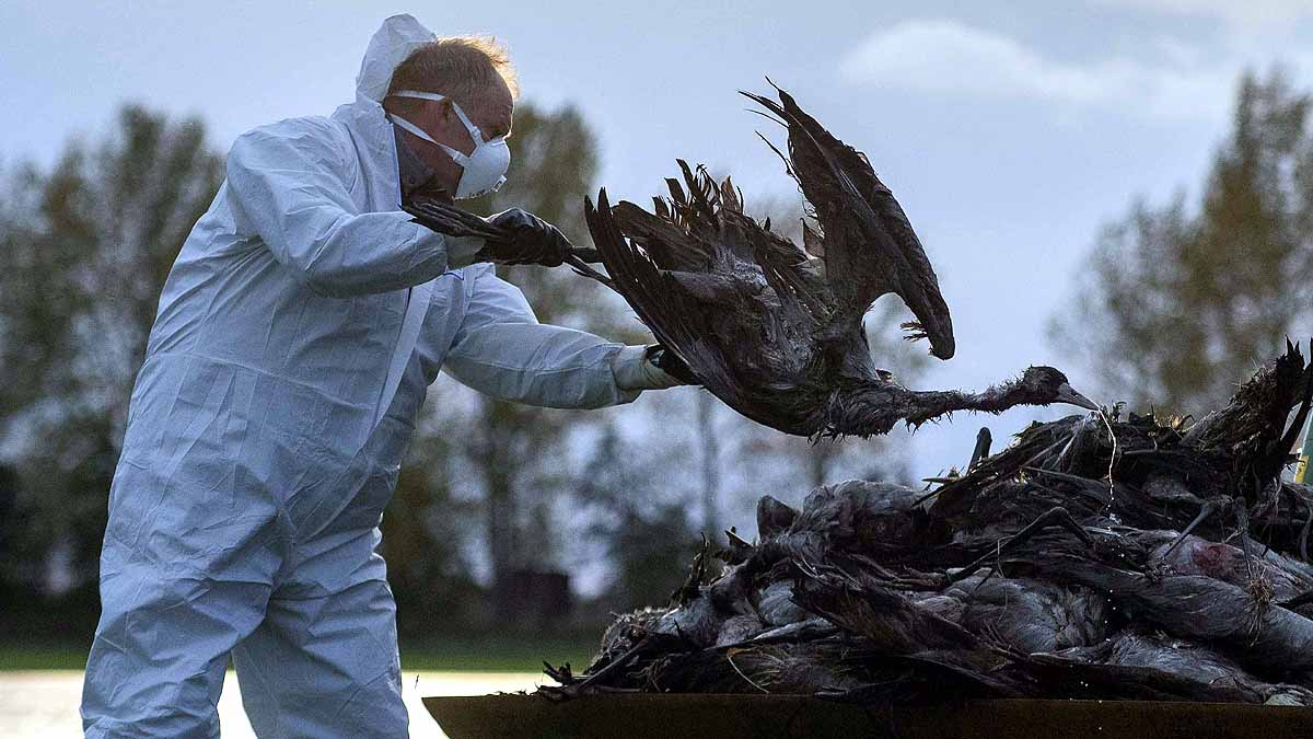 Germany 2000 Cranes Dead